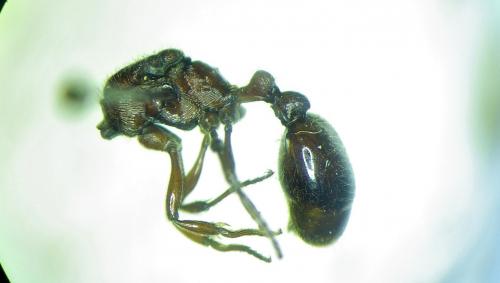 Réf. 275 377 : Manica rubida